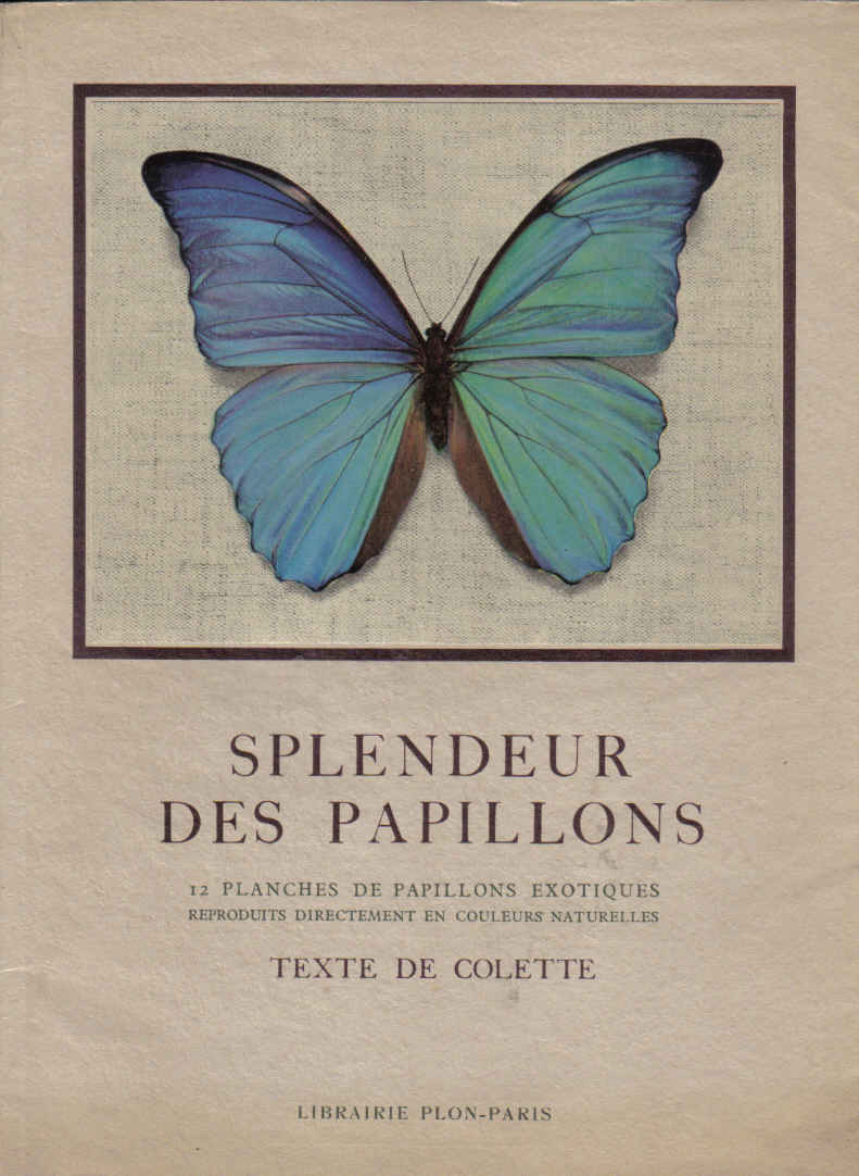Splendeur_des_papillon_Colette